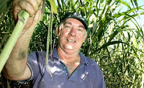 Stotts Creek sugarcane farmer Robert Quirk. Stotts Creek sugarcane farmer Robert Quirk.